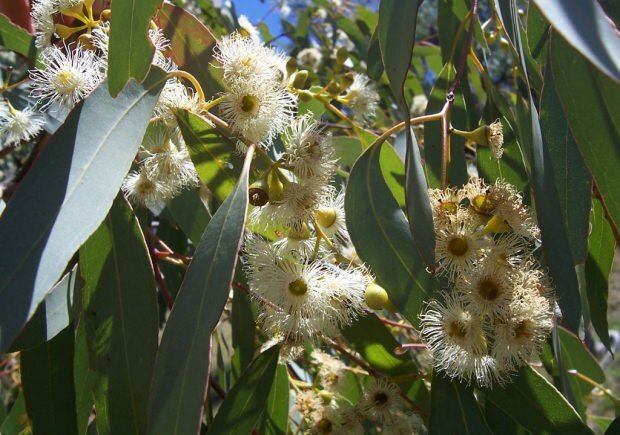 eukalyptusblad 