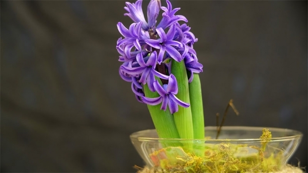 Hvordan dyrke en hyasintblomst Hvordan gjengi hyacintblomster?