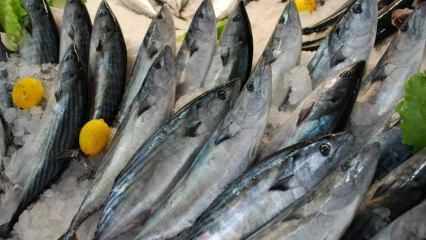 Hva er fordelene med bonito fisk, og hva er det bra for? Hvilken fisk bør konsumeres hvordan?