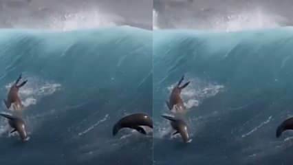 Sjøløver leker med gigantiske bølger!