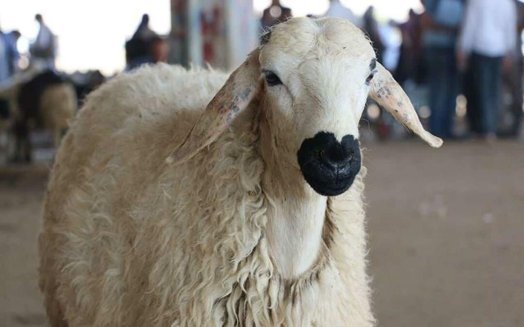 Når er Eid-al-Adha i 2023? Hvilke dager faller Eid al-Adha i 2023 sammen med?