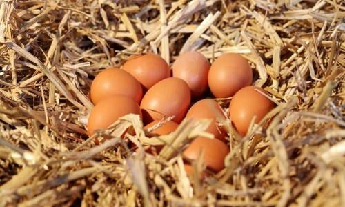 Hvordan forstå organiske egg?