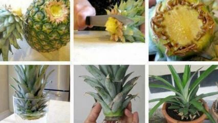Hvordan dyrke ananas hjemme?
