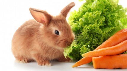  Hva spiser kaninen og hva spiser han? Enkel kaninpleie hjemme