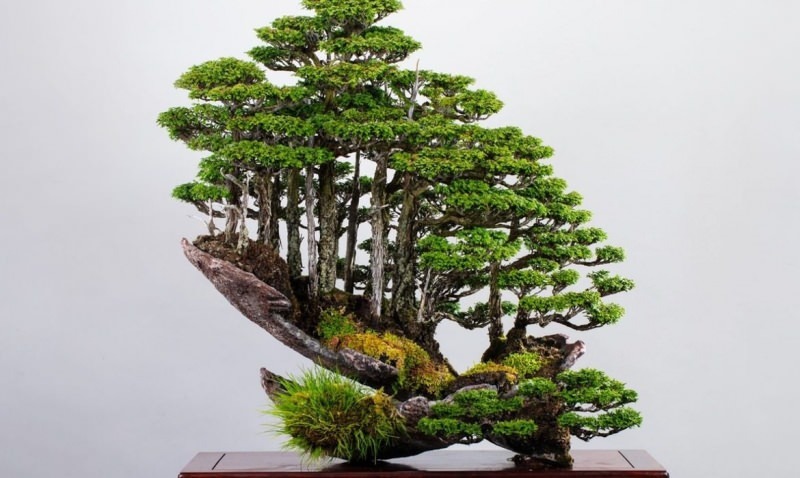 bonsai tre funksjoner