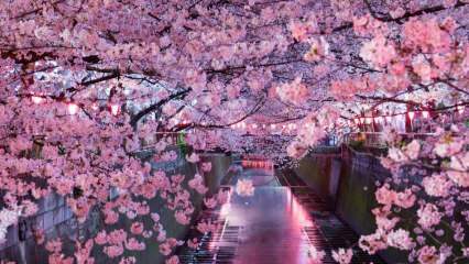 Hva betyr Sakura? Ukjente egenskaper ved sakura blomst