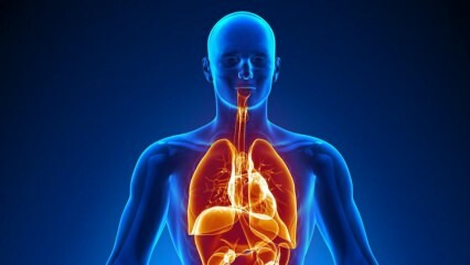Hvilke indre organer kan man leve uten? Hva om det ikke er noen galleblære?