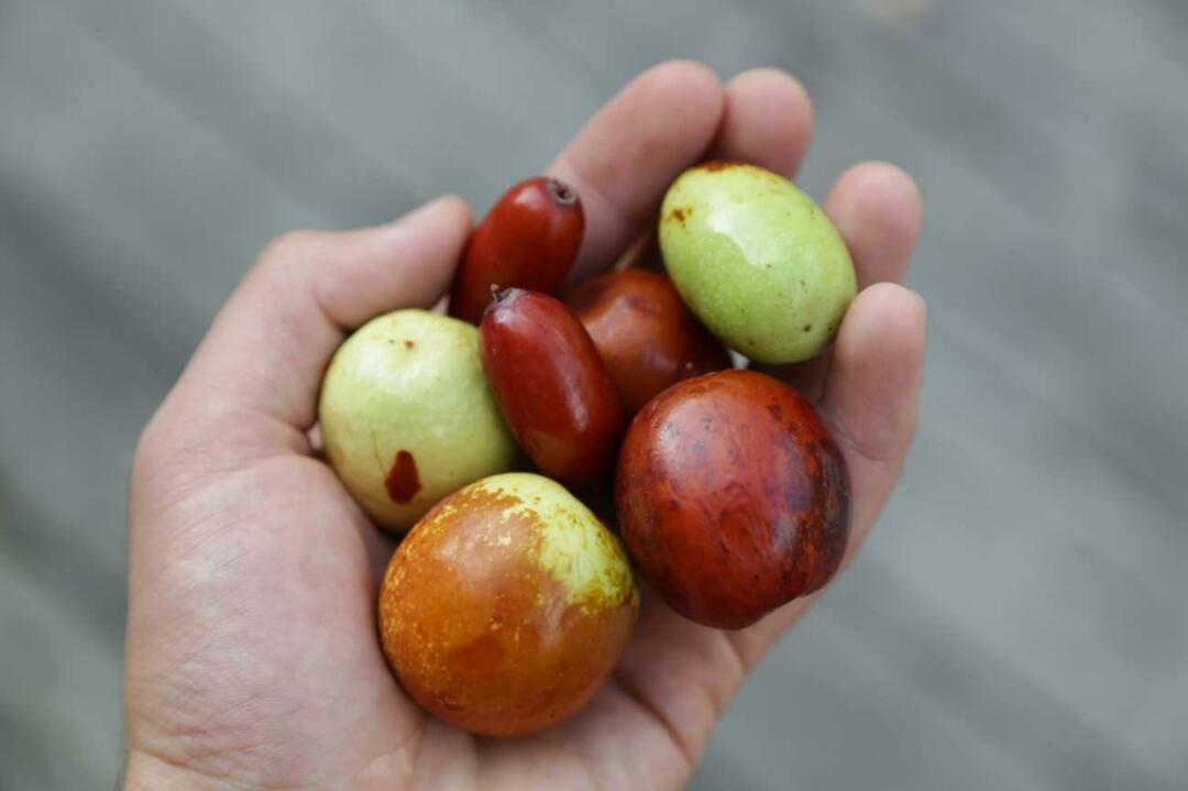 En metode for å gå ned i vekt ved å spise jujube! Hva er jujube, lager det te for vekttap? Fordeler med jujubeeddik