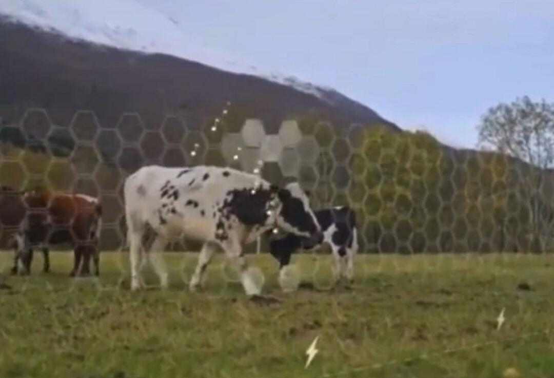 Virtual Fence begynte å bli testet på dyr