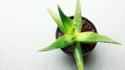 Hvordan er Aloe vera omsorg? Aloe vera omsorg om vinteren