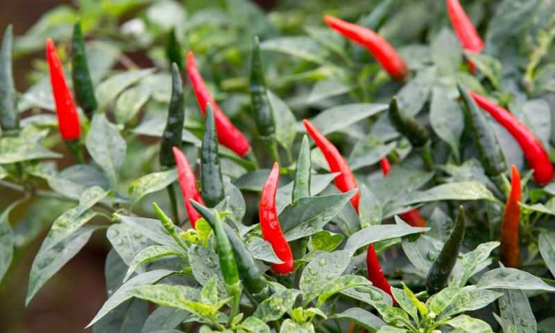 Hvordan dyrke grønne paprika i potter? Hva er triksene for å dyrke paprika hjemme?