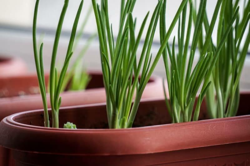 Hvordan dyrke grønn løk i potter? Tips for dyrking av vårløk