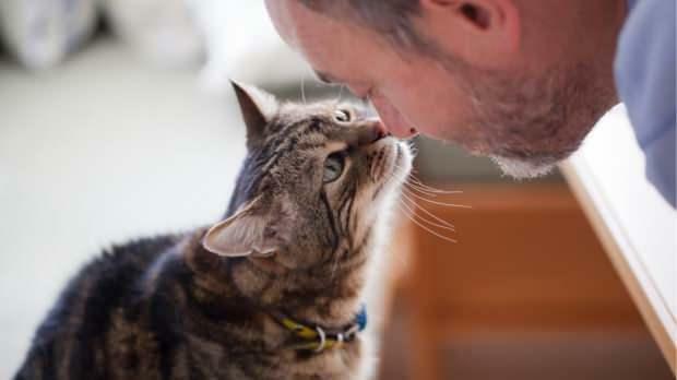 Hvordan katter viser sin kjærlighet