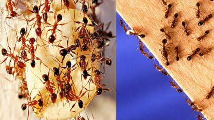Hvordan ødelegge maur i huset? Hva du skal gjøre for å bli kvitt maur, den mest effektive metoden