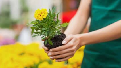 Årsakene til å dyrke planter hjemme? Er det skadelig å dyrke blomster hjemme?