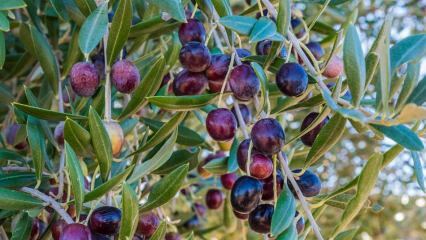 Hva er fordelene med oliven? Hva må til for å svelge olivenfrø? Hvordan konsumeres olivenblad?