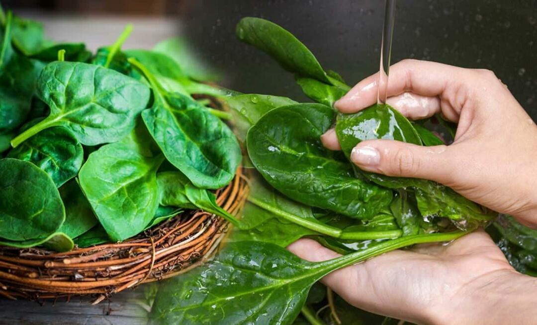 Hvordan gjenkjenne giftig spinat? Hvordan rense spinat? Hvordan vaske spinat