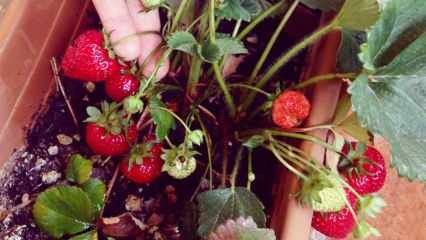 Hvordan dyrke jordbær i en gryte? Den mest praktiske metoden for dyrking av jordbær