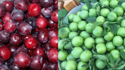 Hva er fordelene med grønn og rød kirsebærplomme? Hva gjør rød kirsebær plommesaft?