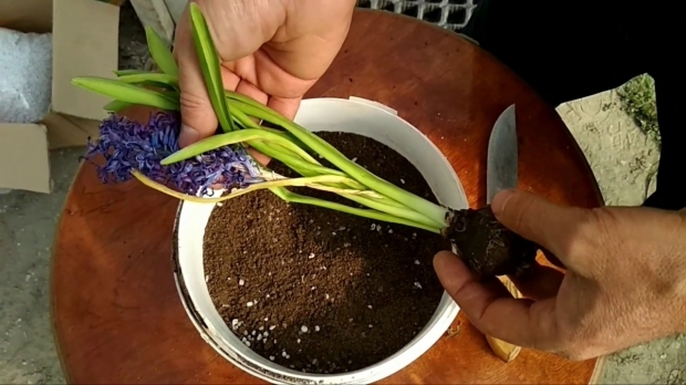 Hyacint blomsterpleie