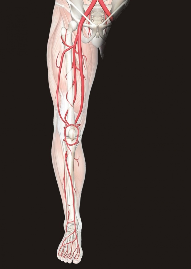 Hva forårsaker smerter i bena? Hvilke sykdommer utelukker smerter i bena? Hvordan går smerter i bena?