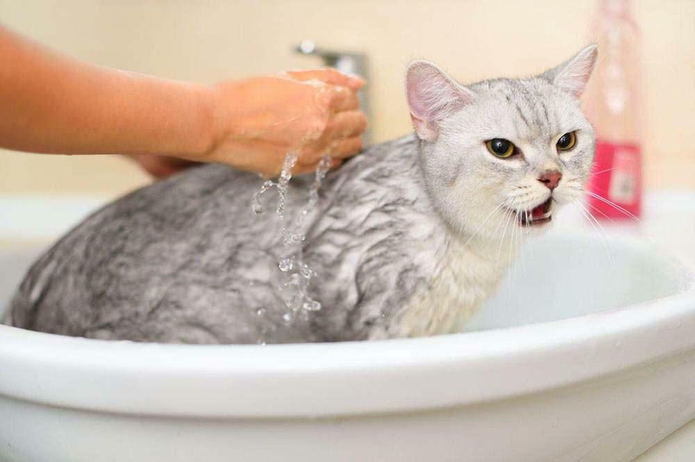 Hvordan vaske en katt