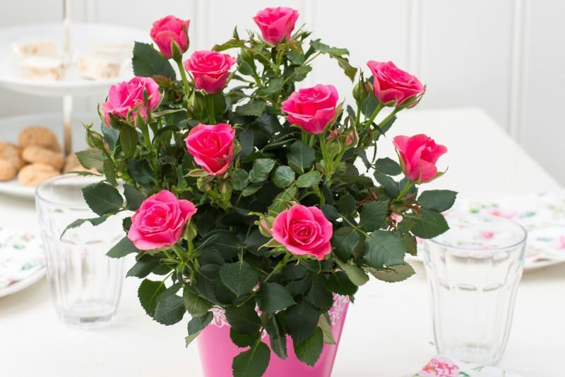 Hvordan dyrke roser i potter? Tips for dyrking av roser hjemme ...