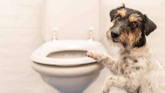 Hvordan lage hundenes toalettvaner