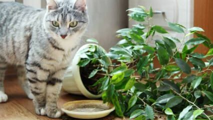 Hvordan holdes katter borte fra planter?