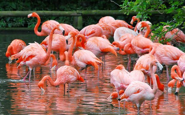 Hvor er Flamingo Village? Hvordan gå? Hvor mye er frokostprisen?