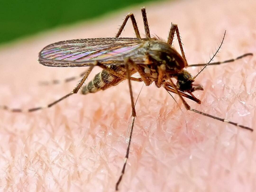 Hvorfor biter mygg noen mennesker mer?