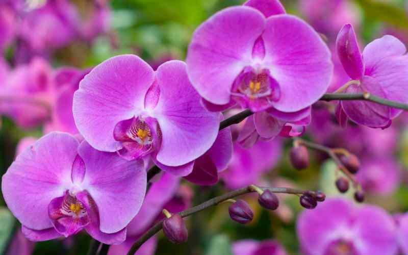 omsorg for orkideer