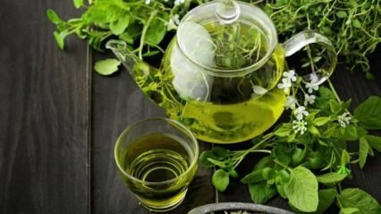 Fordelene med grønn te! Rask og sunn slanking med grønn te-diett