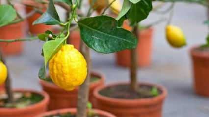 Hvordan dyrke sitroner i potter hjemme? Tips for dyrking og vedlikehold av sitroner