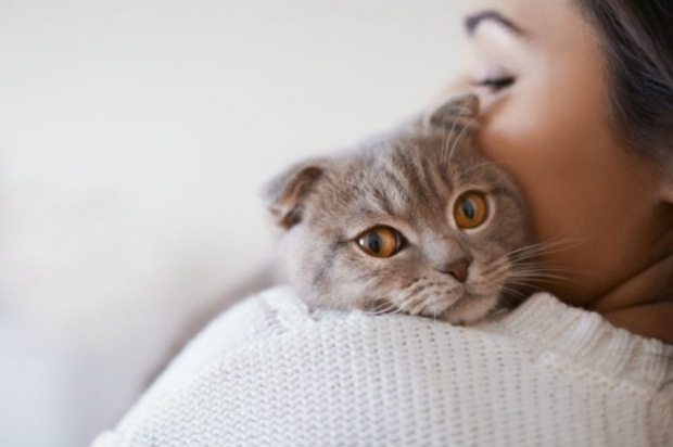 Hvordan forhindre stress hos katter? Hvordan forhindrer katthårutslipp?