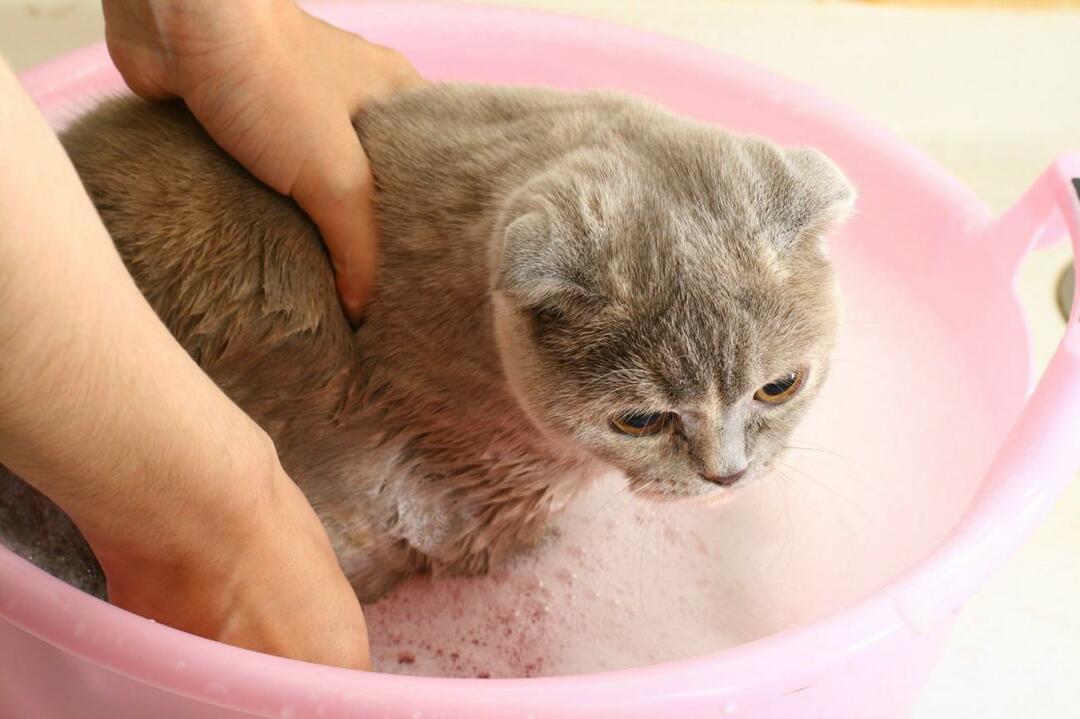 hvordan vaske katter