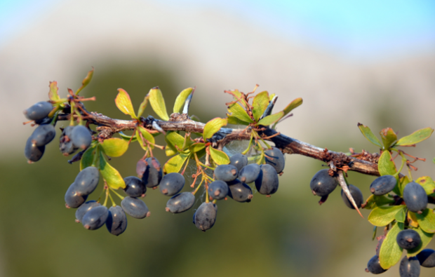 Hva er fordelene med bærbærplanten? Hvordan lage te fra berberisplanten?