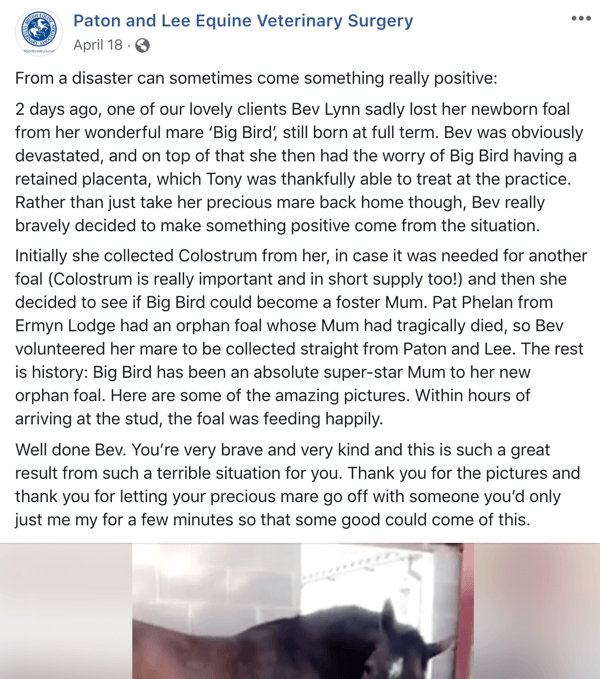 Eksempel på et Facebook-innlegg med en historie fra Paton og Lee Equine Veterinary Surger.