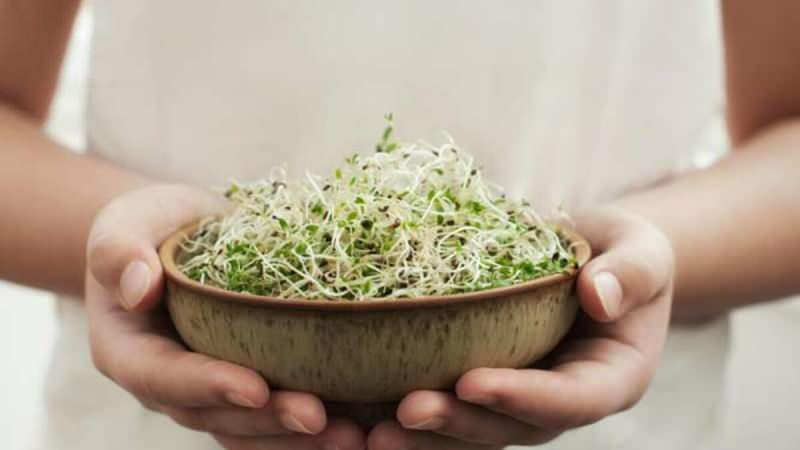 mikro spirer er vanligvis oppnådd fra matvarer som salat, agurk, kikerter og kål