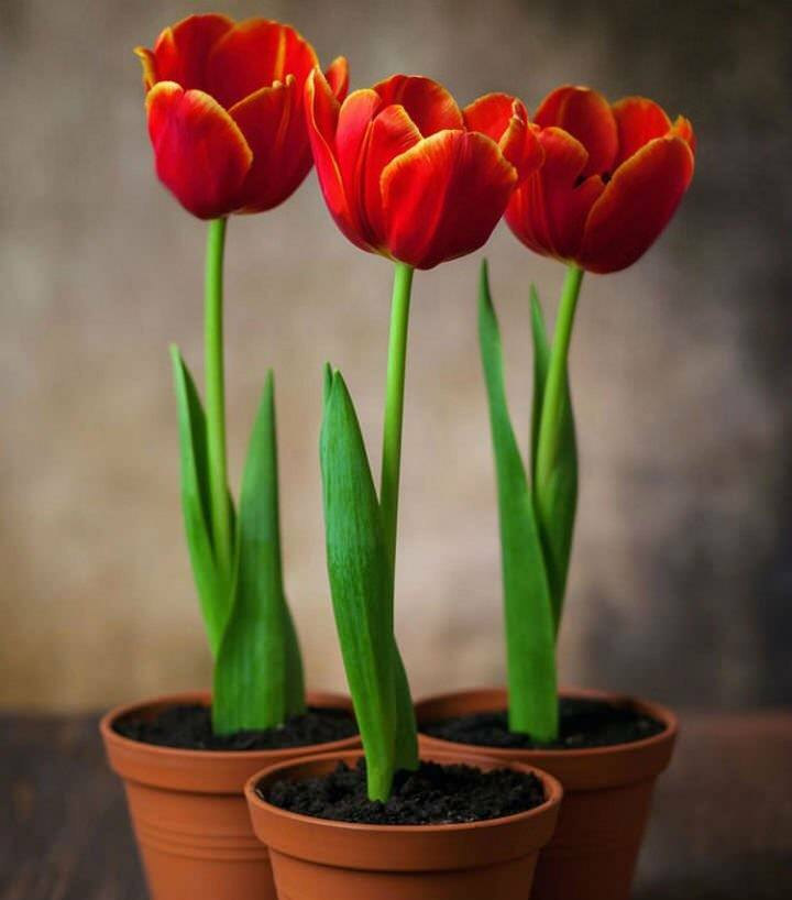 Planter tulipanpærer