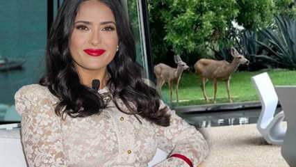 Hollywood-stjernen Salma Hayek delte hjorten i hagen sin på sosiale medier!