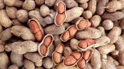 Hva er fordelene med peanøtter? Hvis du spiser en håndfull peanøtter om dagen... 