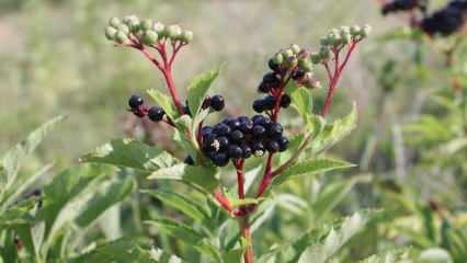 Hva er fordelene med elderberry? Hvordan lages eldebærte? Hva er hyllebærsirup bra for?