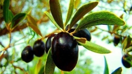 Hvordan ta vare på et oliventre hjemme? 