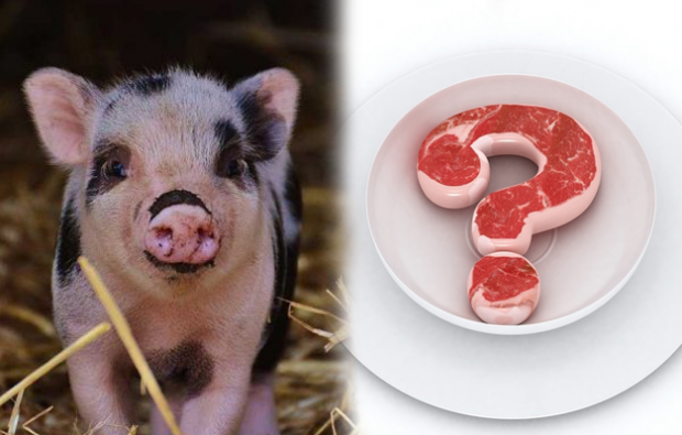 Er det forbudt å spise svinekjøtt?