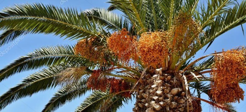 Hva er et palmetre? Hva er palmetreegenskapene, hvordan dyrke det