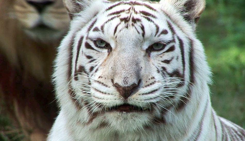 Den hvite tigeren i dyrehagen sprer fare