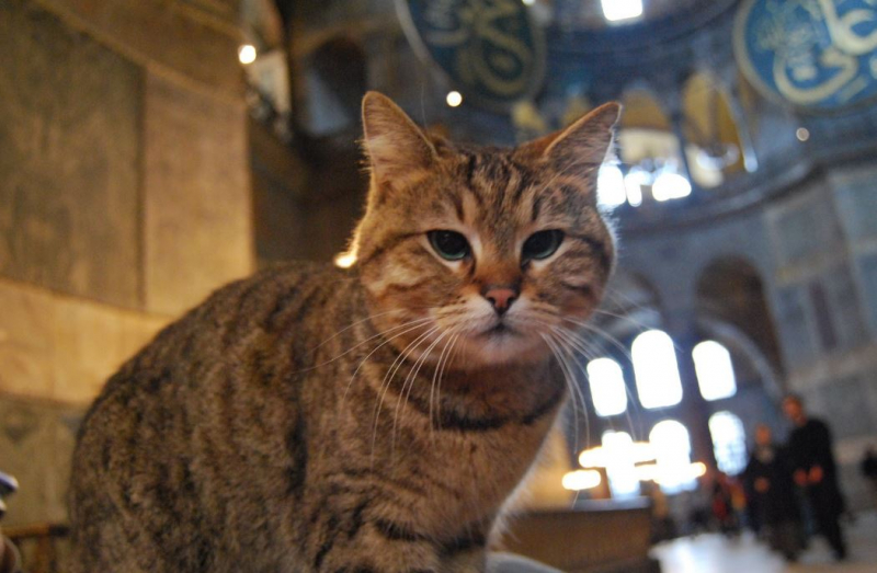 Hagia Sophias katt Gli er hos veterinæren: Dine gode ønsker venter!