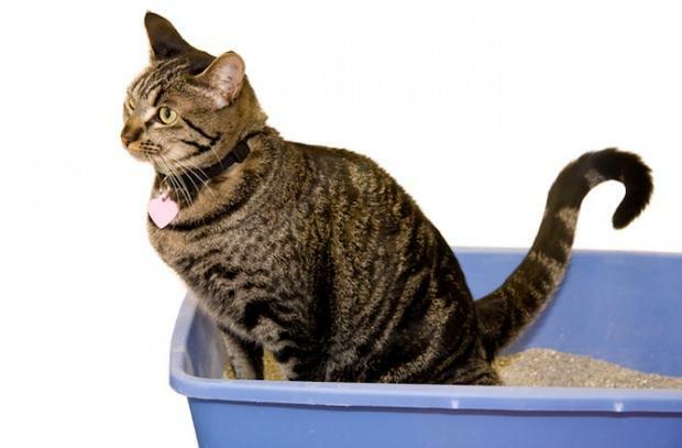 Hvordan toaletttrener katter