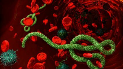 Hva er ebolavirus? Hvordan overføres ebolavirus? Hva er symptomene på ebolavirus? 